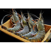 Giant tiger Prawns