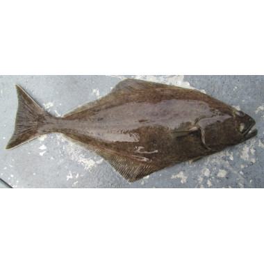 Turbot (2.3-2.5 lb) , fresh frozen