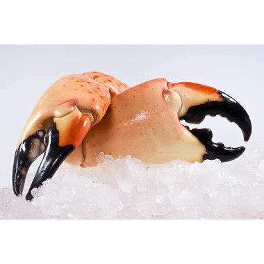 Stone Crab