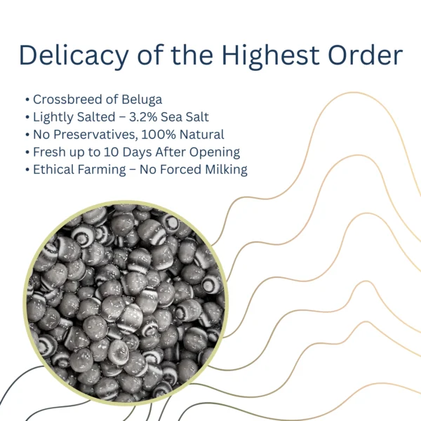Beluga Hybrid - Image 6
