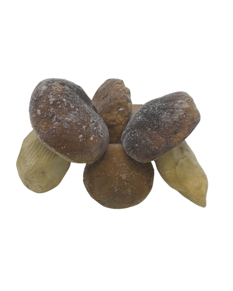 Italian White Porcini