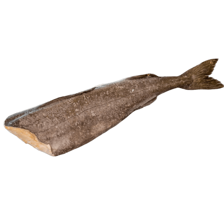 Black Cod