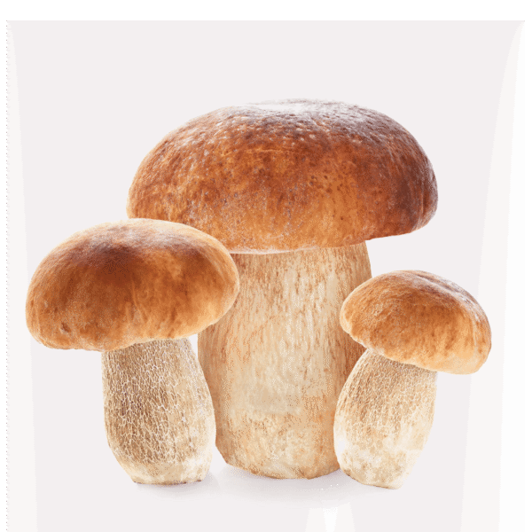 Italian White Porcini