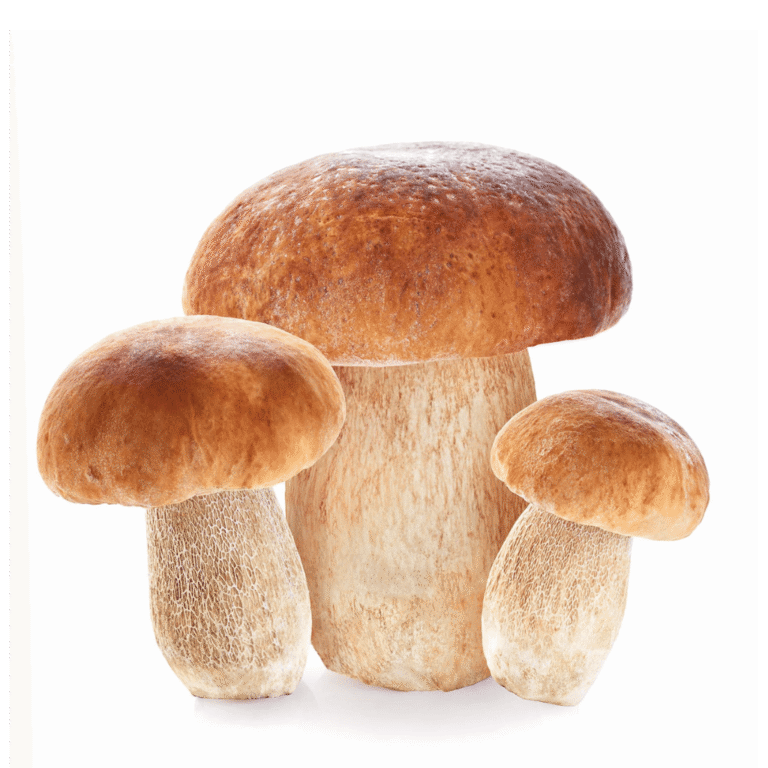 Italian White Porcini